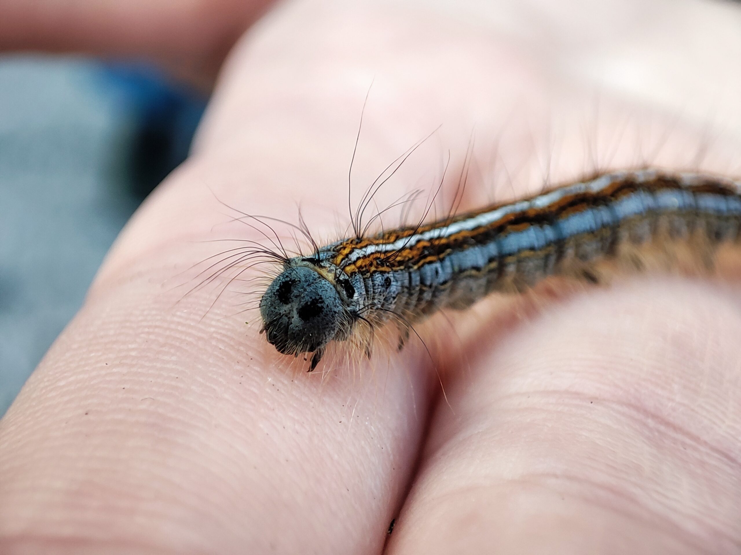 Entomologická miniexpedice Jeseník